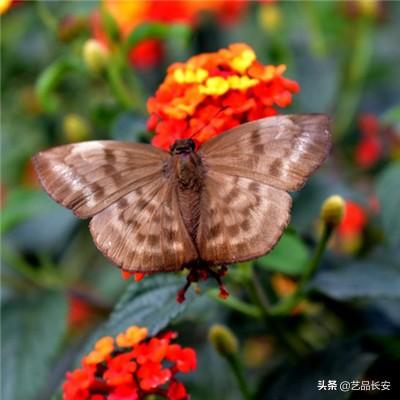 镇魂曲无限钻石破解版下载